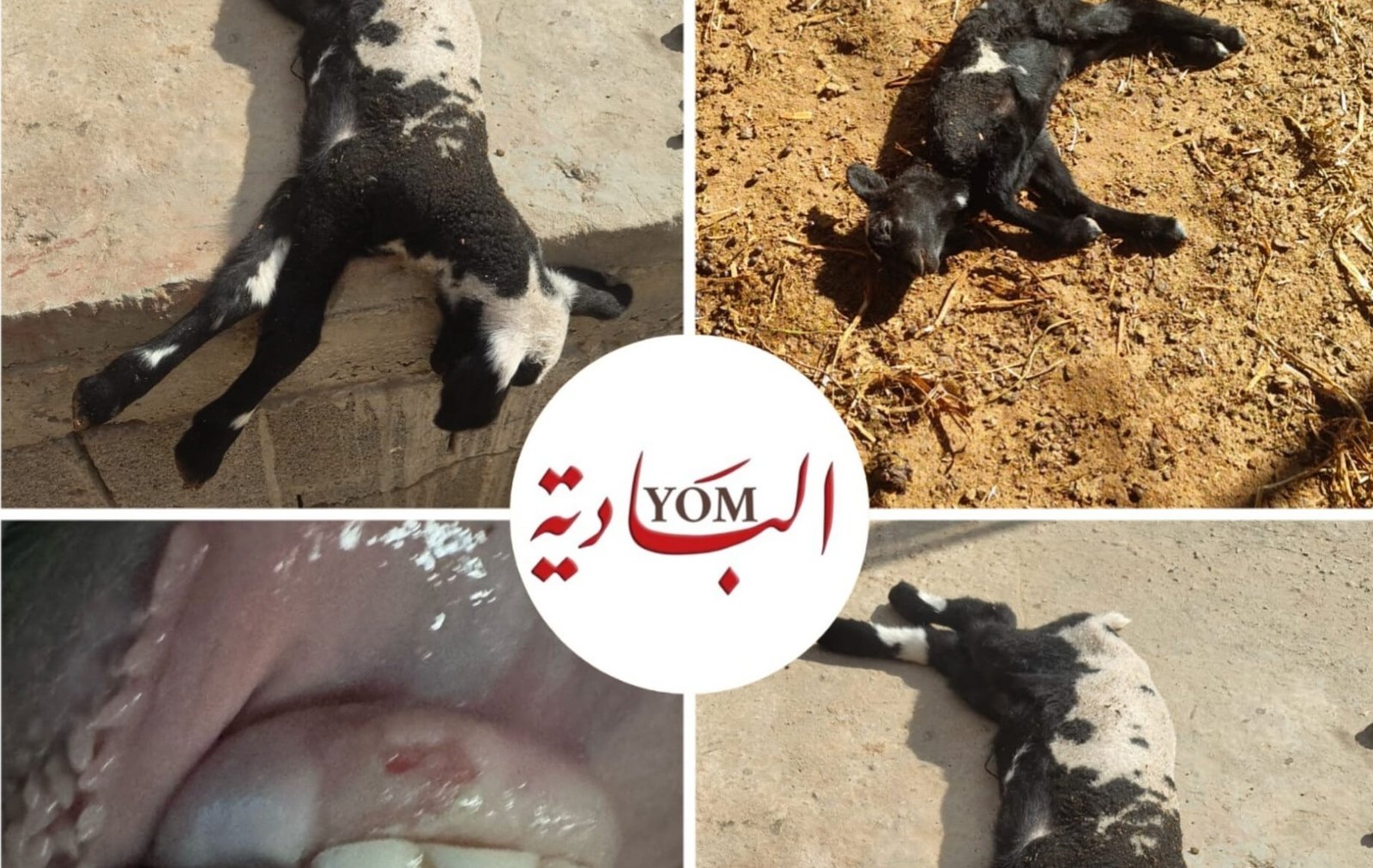 صورة المقال 1 في الترفيه